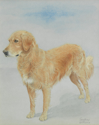 Click for larger image: Watercolour of a Golden Retriever by Geoffrey Williams (English, 1911-1958) - Watercolour of a Golden Retriever by Geoffrey Williams (English, 1911-1958)