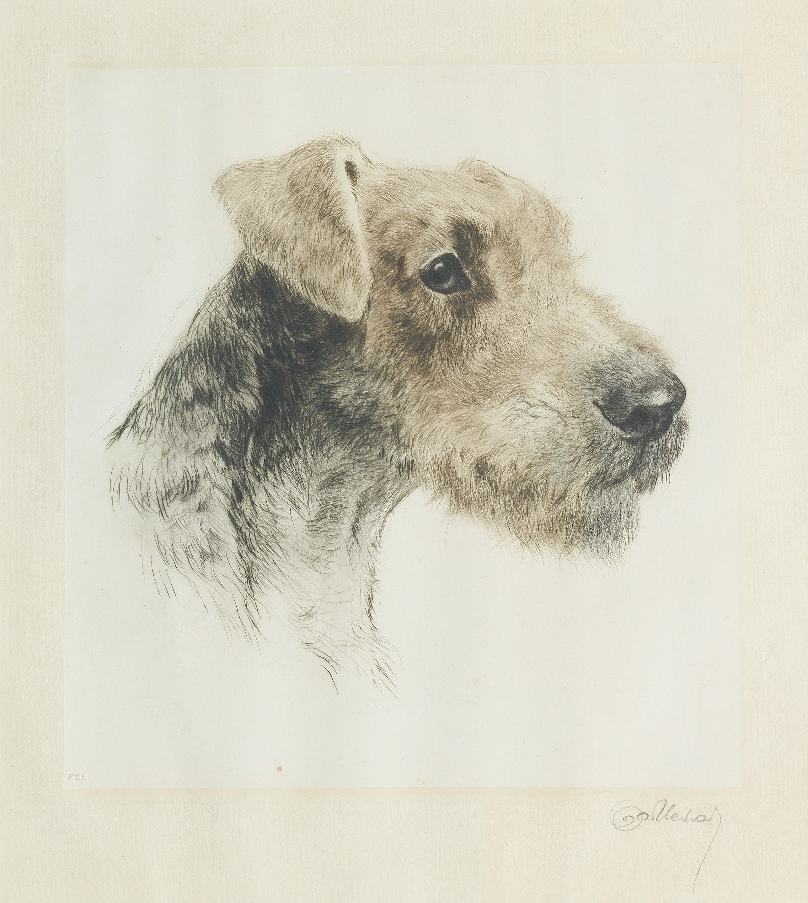 Click for larger image: A dry-point aquatint etching of An Airedale Terrier by Kurt Meyer Eberhardt (German, 1895 - 1957) - A dry-point aquatint etching of An Airedale Terrier by Kurt Meyer Eberhardt (German, 1895 - 1957)