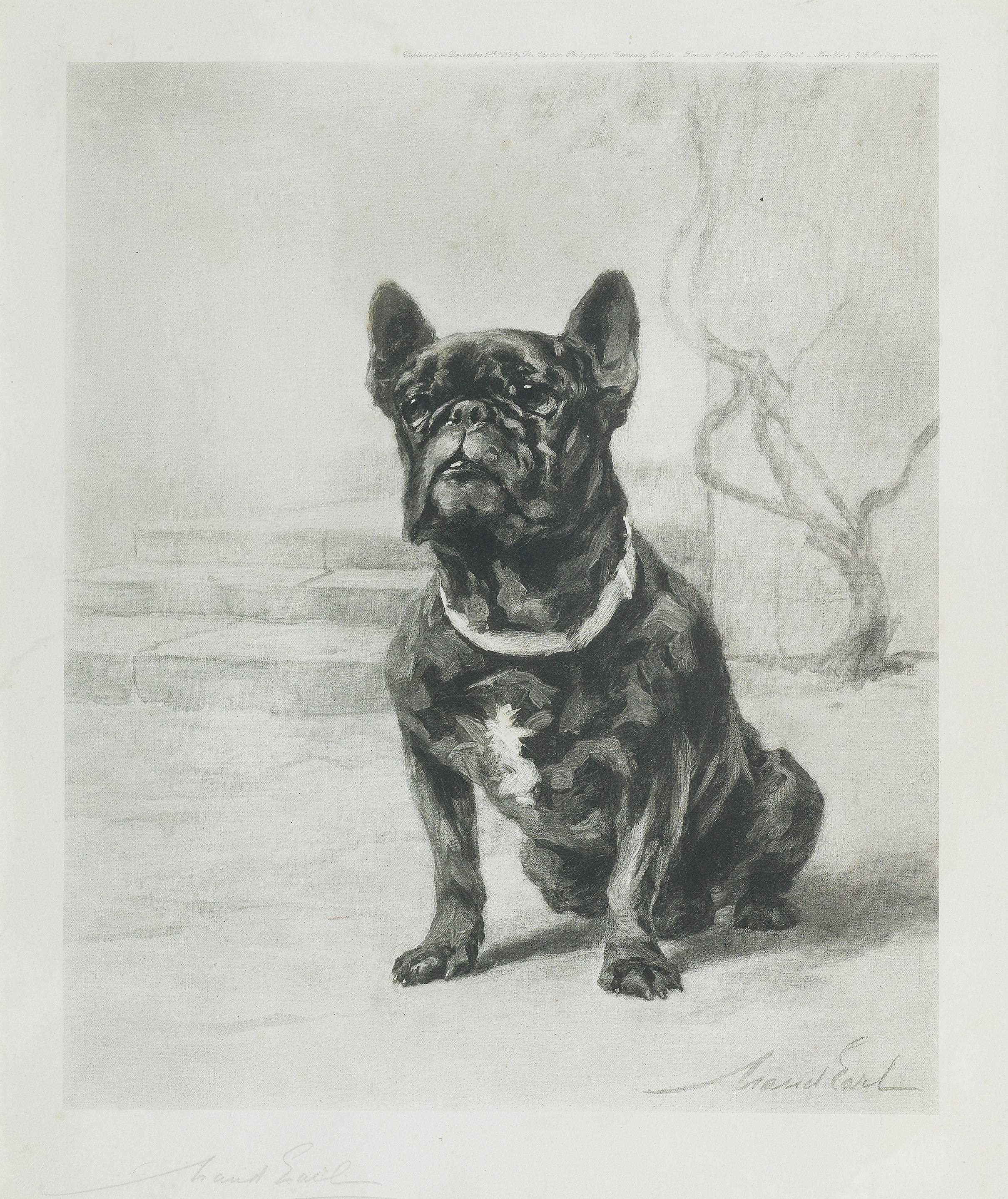 Click to see full size: The French Bulldog 