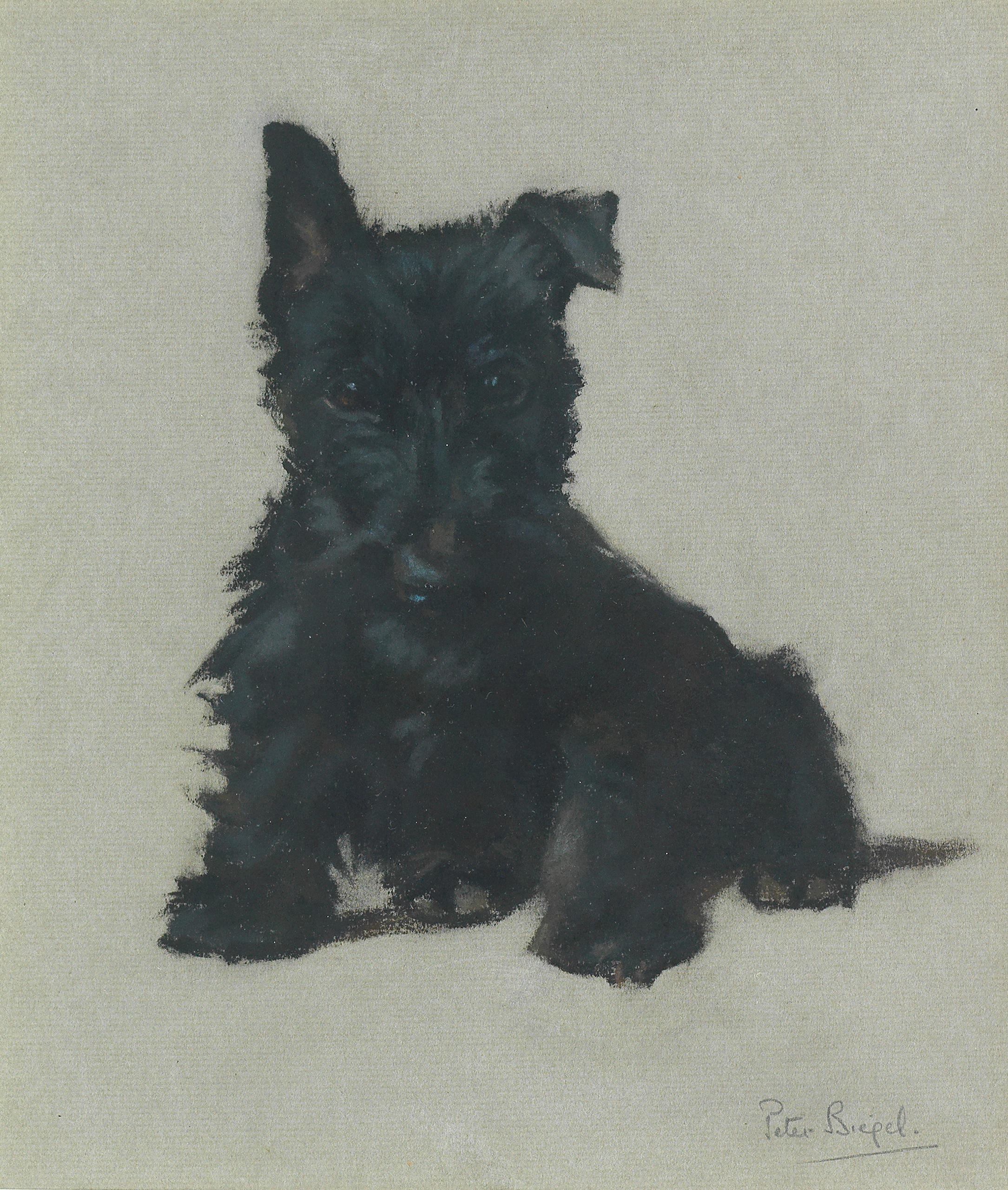 Click to see full size: A pastel of a Scottish Terrier puppy by Peter Biegel (English,1913 –1988)