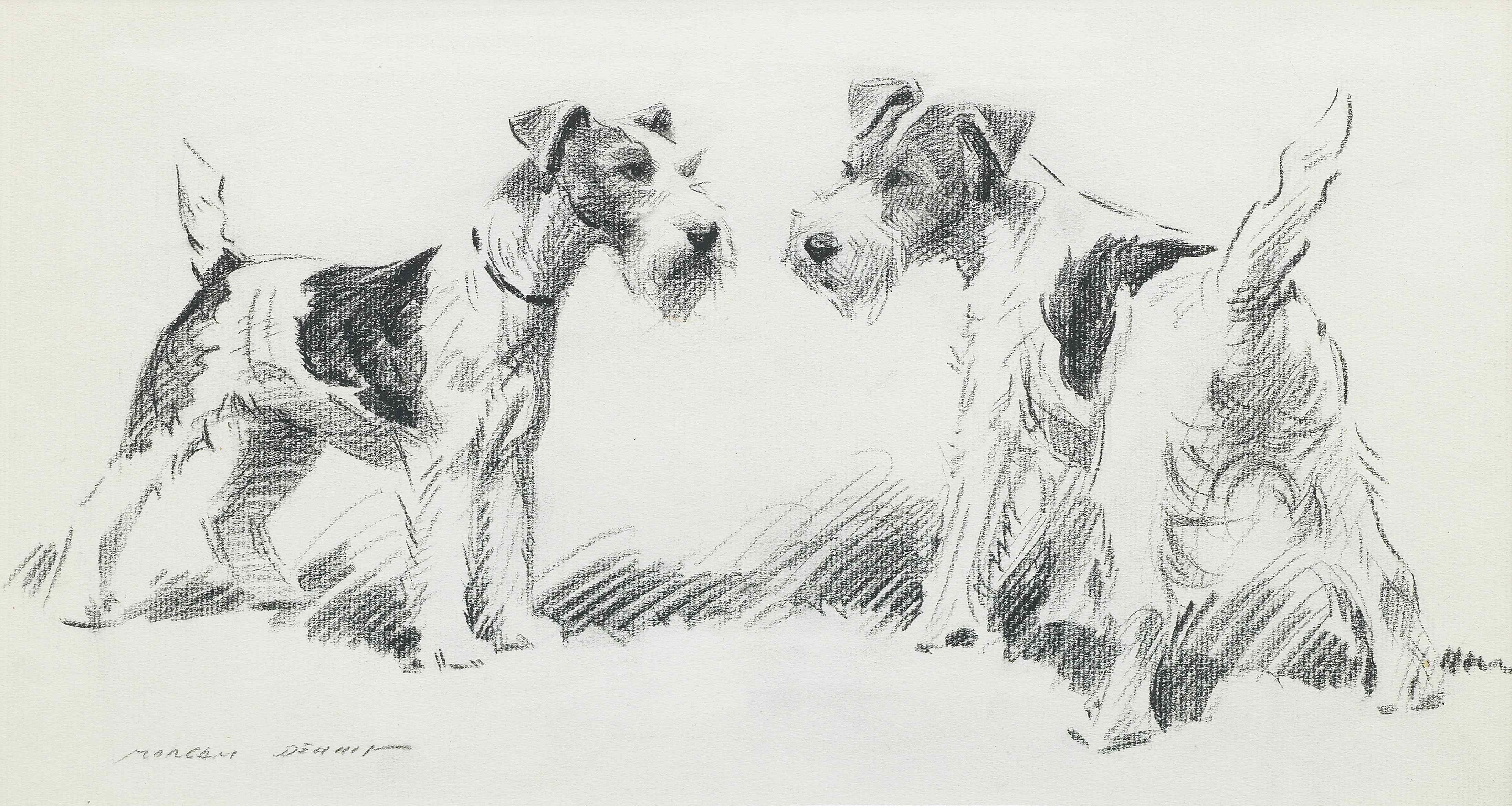 Click to see full size: Wire-haired Fox Terrier drawing by Morgan Dennis (American, 1892-1960)