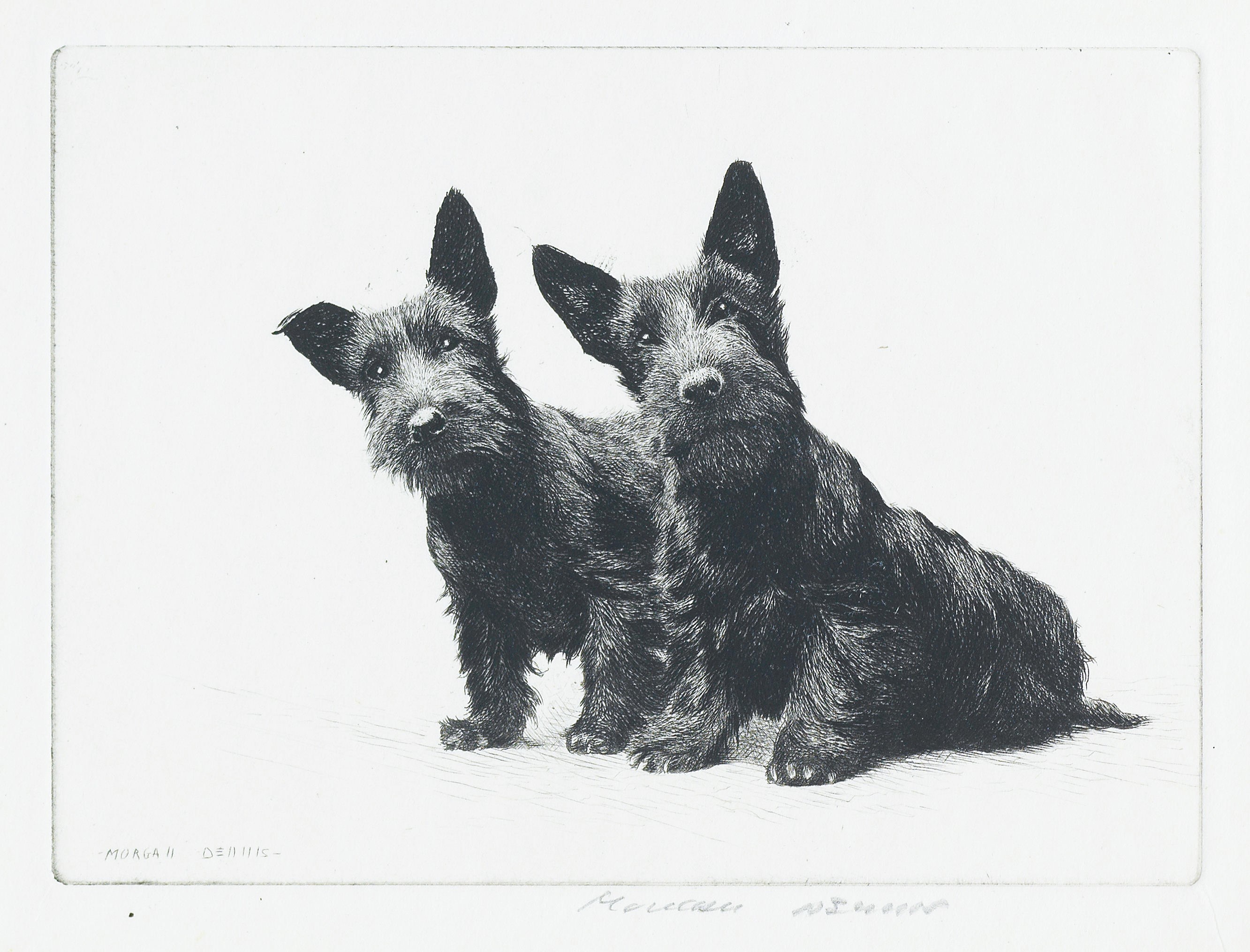 Click for larger image: Scottish Terriers, 