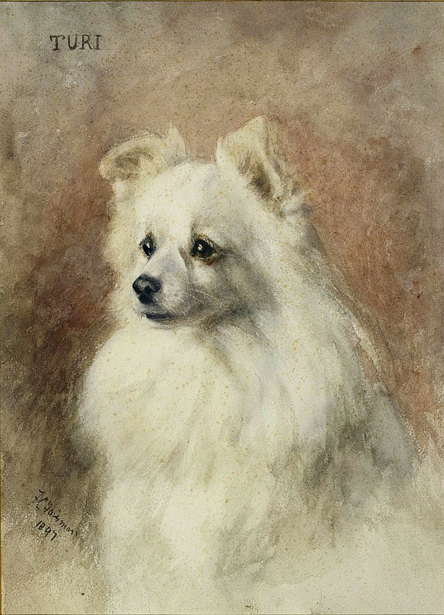 Click for larger image:  Watercolour & pencil by Frances C. Fairman (English, 1836-1923), of Queen Victoria’s Spitz / Pomeranian Turi -  Watercolour & pencil by Frances C. Fairman (English, 1836-1923), of Queen Victoria’s Spitz / Pomeranian Turi