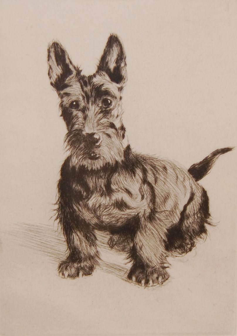 Click to see full size: Scottish Terrier- Engraving of Scottish Terrier circa 1920